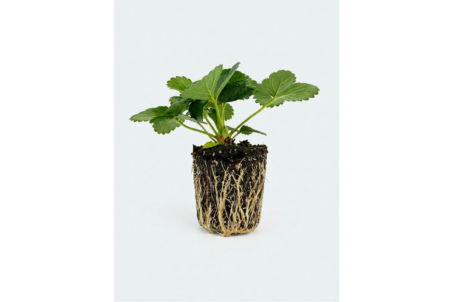 Premium Çilek Fidesi